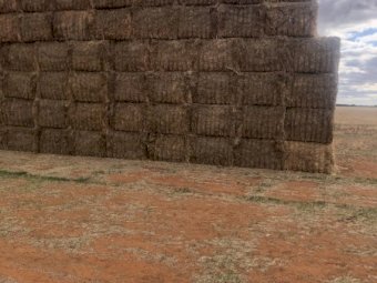 350 x Oaten Hay 8x4x3 Top Bales