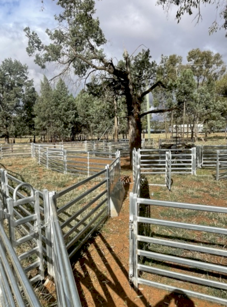 1200 head Sheep Yards