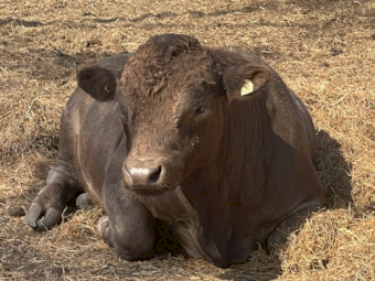 Square Meater Bull
