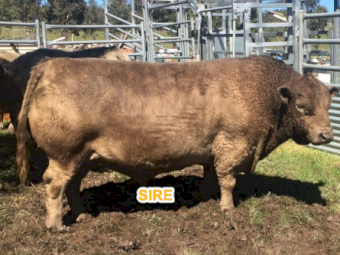 Square Meater Bull