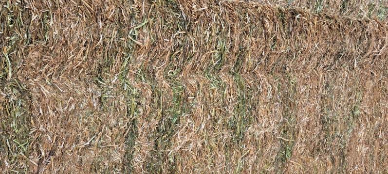 45mt Vetch Hay 600kg 8x4x3 Bales