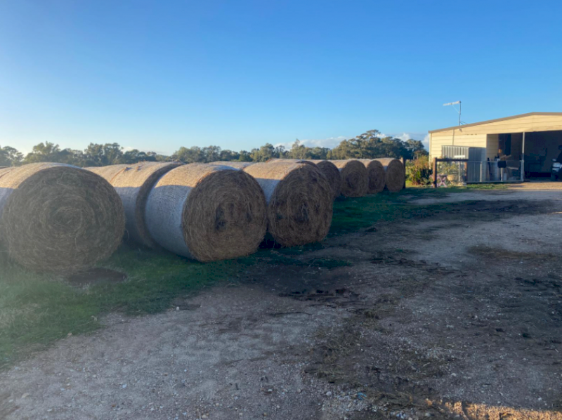 150 x Lucerne Hay 450-475kg 5x4 Rolls