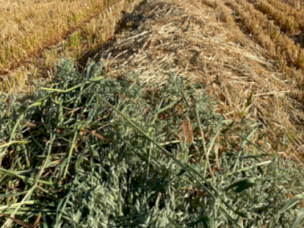 120 x Oaten Hay 450kg+ 5x4 Rolls