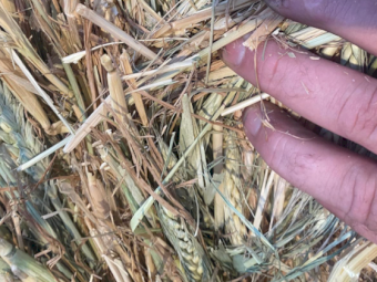 150 x Wheaten & Pasture Hay 5x4 Rolls