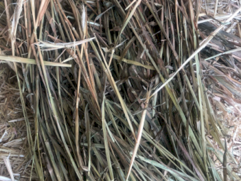 80mt Barley Hay 660kg 8x4x3 Bales