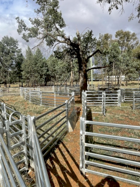 Tophill Semi Permanent Sheep Yards
