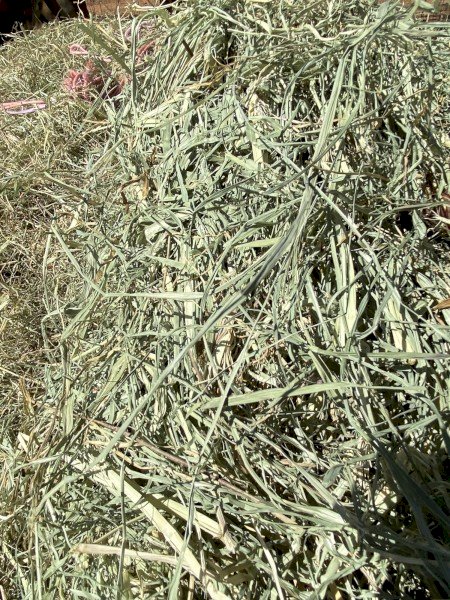 2024 RHODES GRASS HAY - irrigated & fertilised