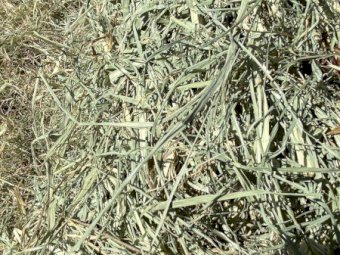 2024 RHODES GRASS HAY - irrigated & fertilised