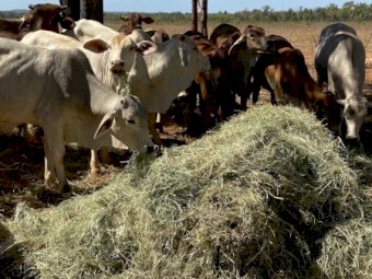 2024 RHODES GRASS HAY - irrigated & fertilised