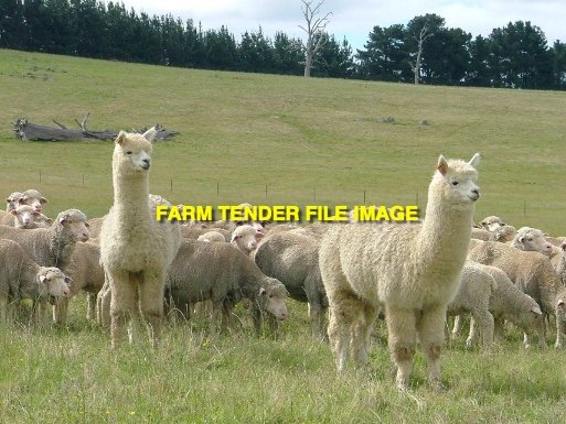 White Weather Alpaca