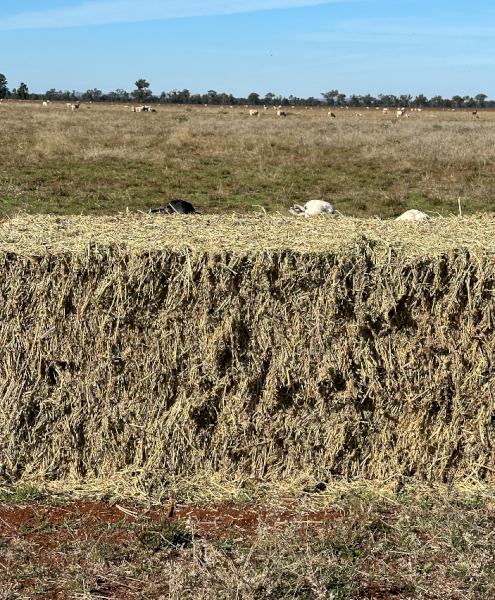 200mt Lucerne Hay 650-700kg 8x4x3 Bales