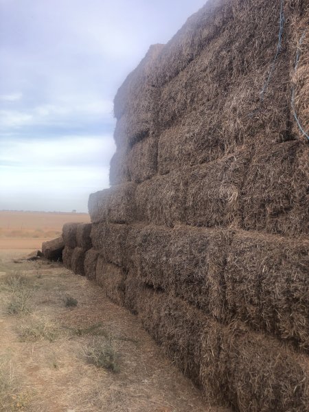 300mt Vetch Hay 600kg 8x4x3 Bales