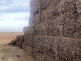 300mt Vetch Hay 600kg 8x4x3 Bales