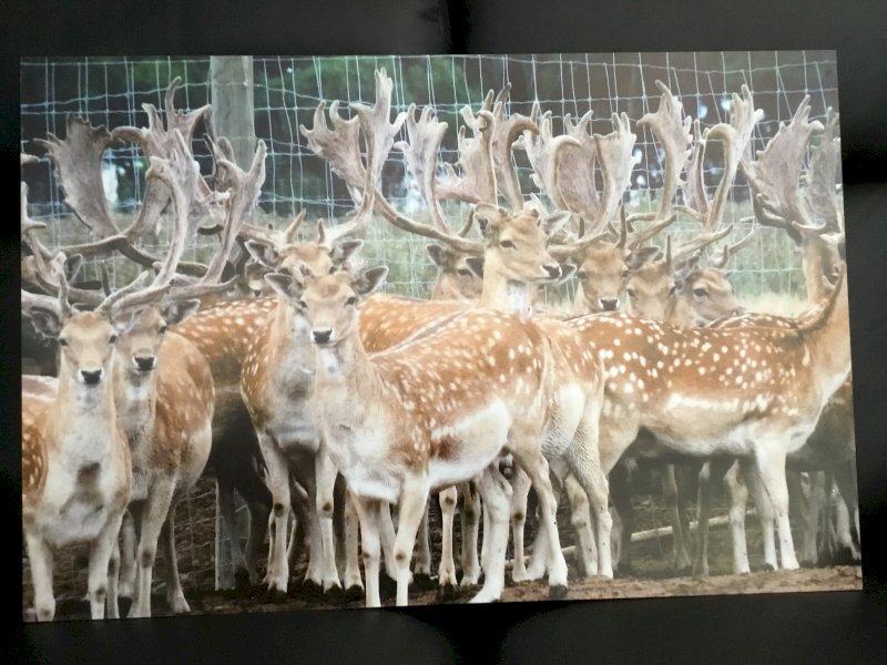 Wall Hangings Deer