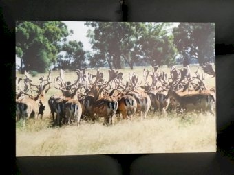 Wall Hangings Deer