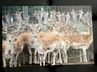 Wall Hangings Deer
