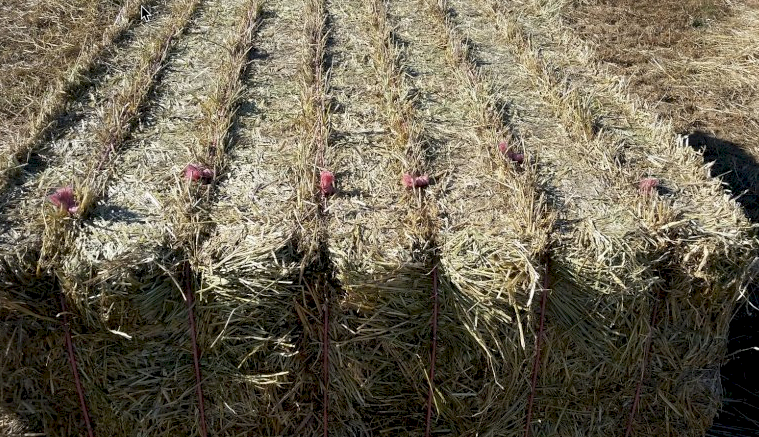 Oaten and Barley Hay with Ryegrass