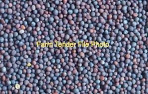 Battalion Canola Seed