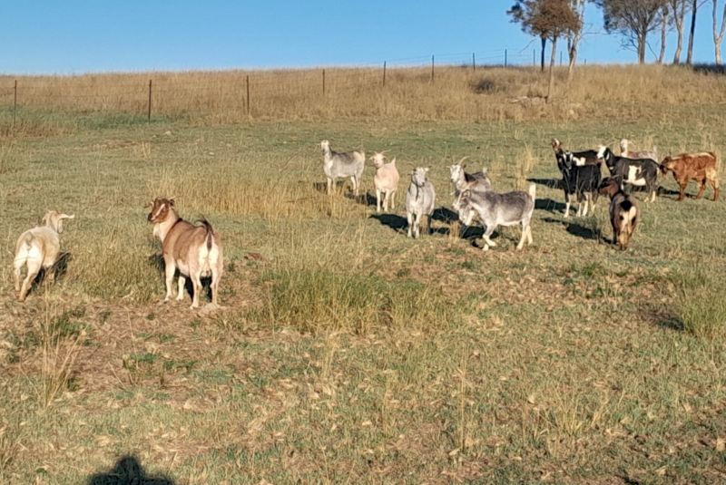 26 Mixed Sex Rangeland Goats