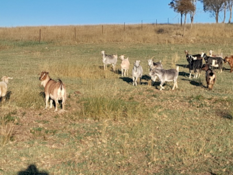 26 Mixed Sex Rangeland Goats