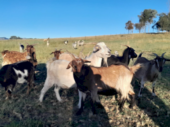 26 Mixed Sex Rangeland Goats