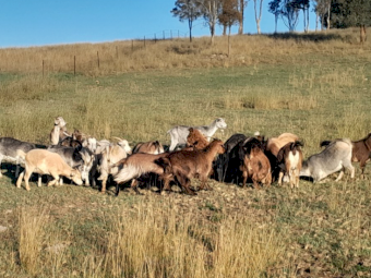 26 Mixed Sex Rangeland Goats