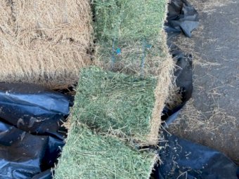 3000 X Lucerne Hay Small Square Bales