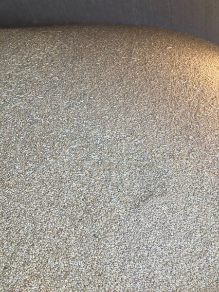 18MT Feed Wheat
