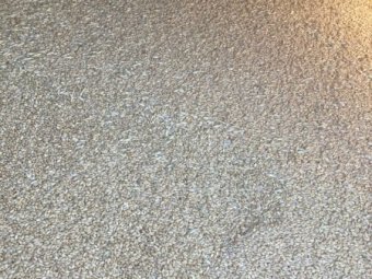 18MT Feed Wheat