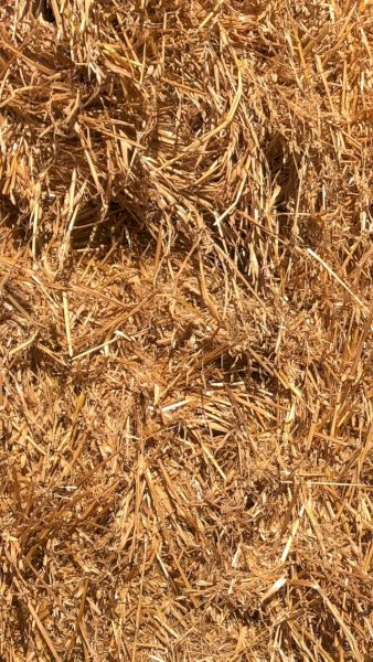 70mt Barley Straw 450-500kg 8x4x3 Bales