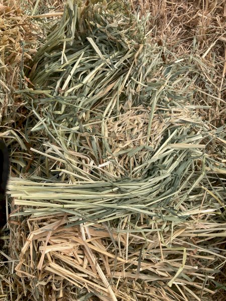 1700 x Oaten Hay Small Squares
