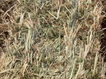 1700 x Oaten Hay Small Squares