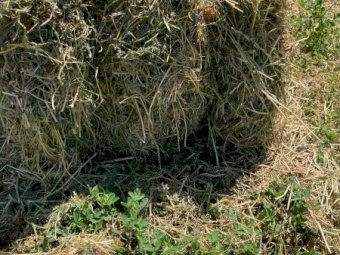 800 x Clover & Rye Hay Small Squares