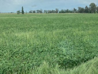 800 x Clover & Rye Hay Small Squares