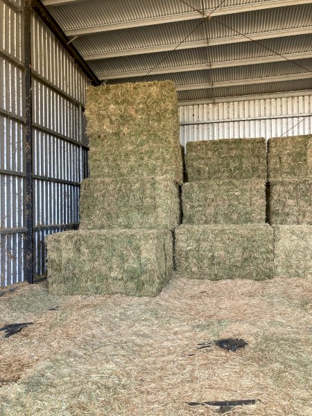 1000 x Clover & Lucerne Hay Small Squares