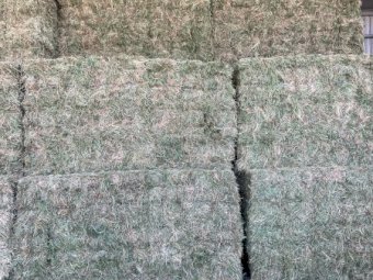 1000 x Clover & Lucerne Hay Small Squares