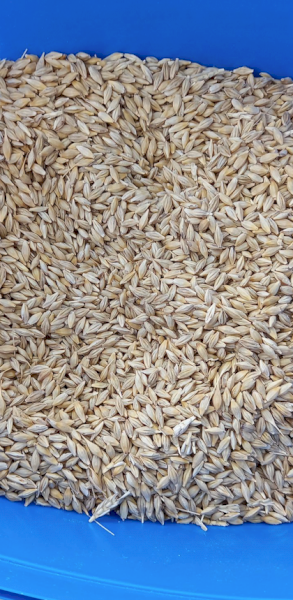 215mt BAR1 Barley
