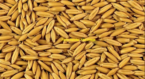 2MT Bannister Oat Seed