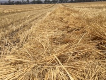 Wheaten Straw