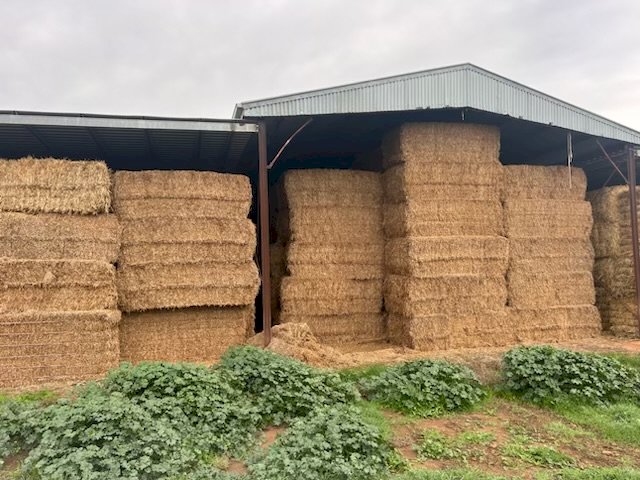 23/34 Season Shedded Vetch Hay