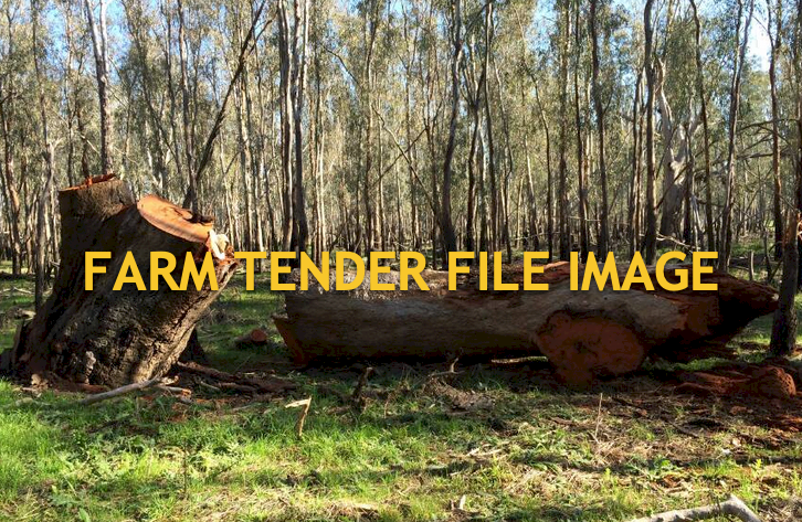 Firewood / Cleanup