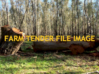 Firewood / Cleanup