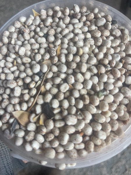 42mt Mandelup Lupins