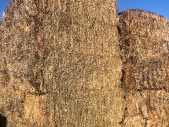 300mt Oaten Hay 8x4x3 Bales