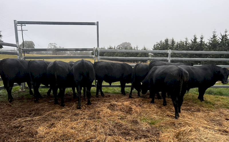 Angus Bulls x 6