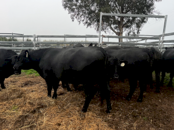 Angus Bulls x 6