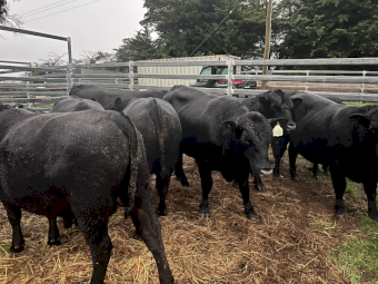 Angus Bulls x 6