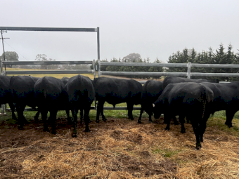 Angus Bulls x 6