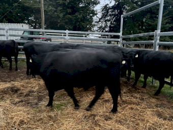 Angus Bulls x 6