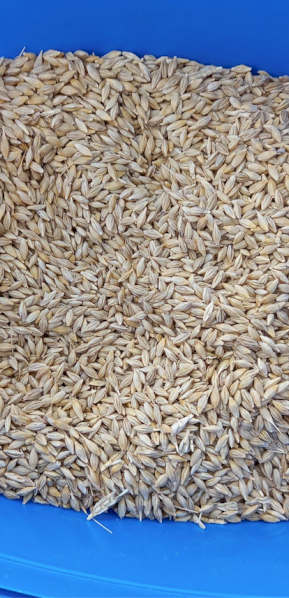215mt Feed Barley